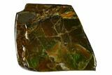 Iridescent Ammolite (Fossil Ammonite Shell) - Alberta, Canada #147456-1